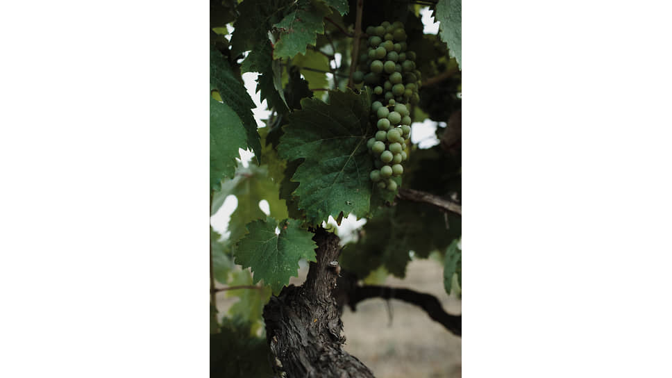 Виноград на винодельне «Золотая Балка»