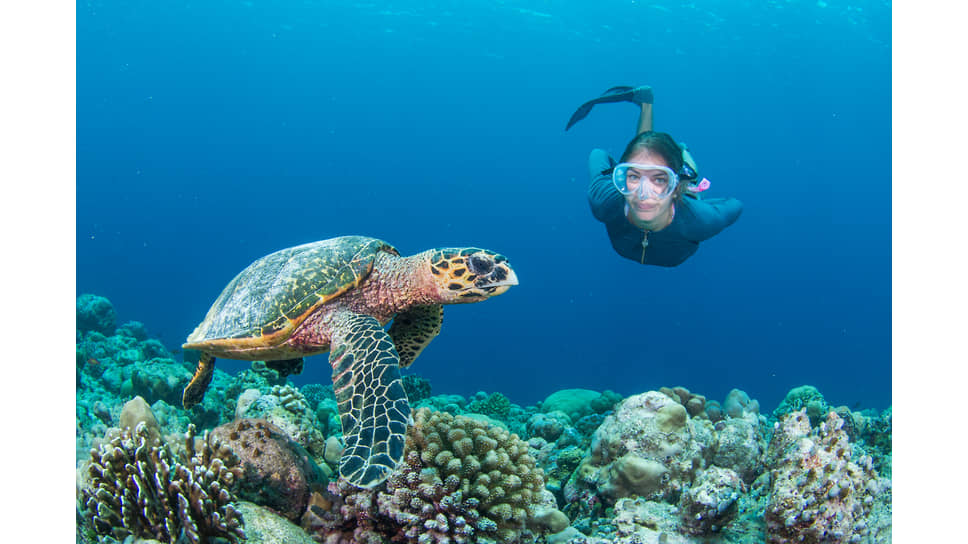 Во время отдыха в InterContinental Maldives гости могут встретиться с морскими обитателями 