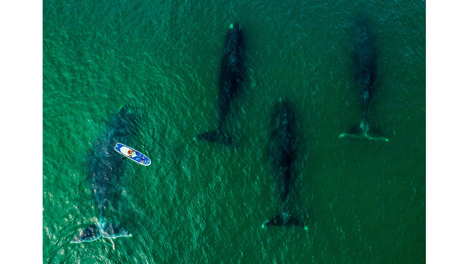 Гренландские киты в заливе Врангеля в окрестностях национального парка Шантарские острова
