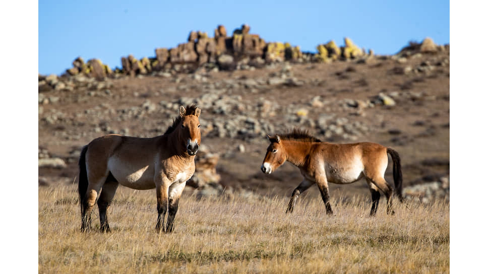 Лошади Пржевальского в монгольском национальном парке Хустайн Нуруу