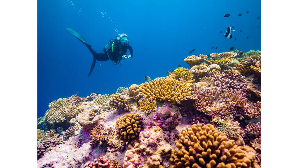 Подводное плавание у пляжа отеля Отель Baglioni Resort Maldives