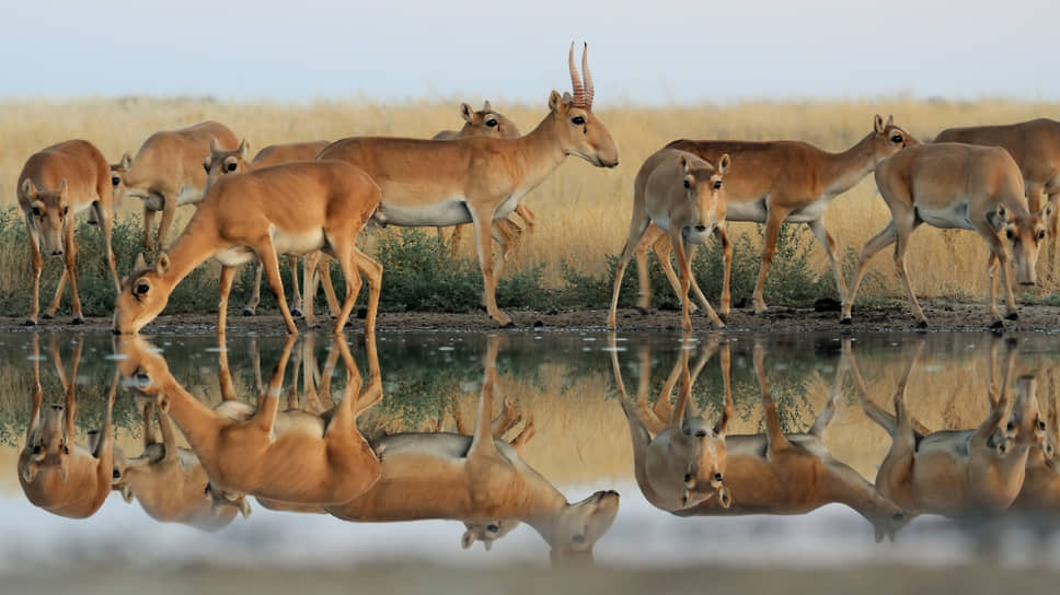 Сайга (Saiga tartarica). Государственный природный заповедник «Черные земли»