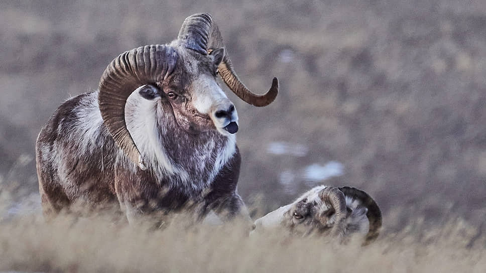 Аргали