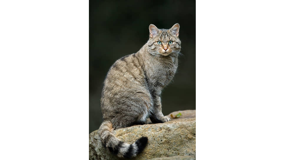 Кавказская лесная кошка
