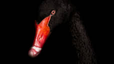 «Черные лебеди» – 2024