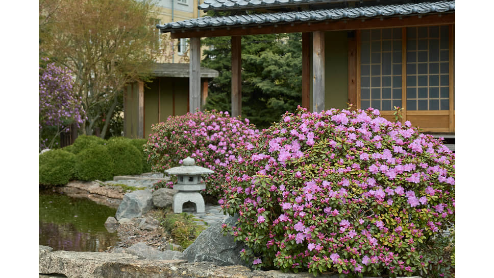 Рододендроны в Японском саду Ботсада Петра Великого