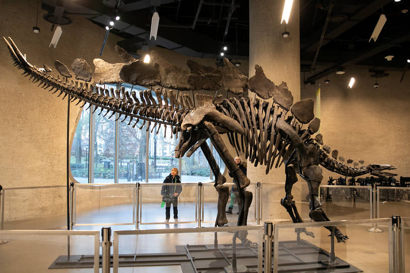 Принадлежащий Гриффину скелет стегозавра Апекса выставлен в Американском музее естественной истории в Нью-Йорке