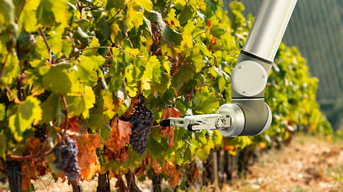 Мечты об электровинограднике