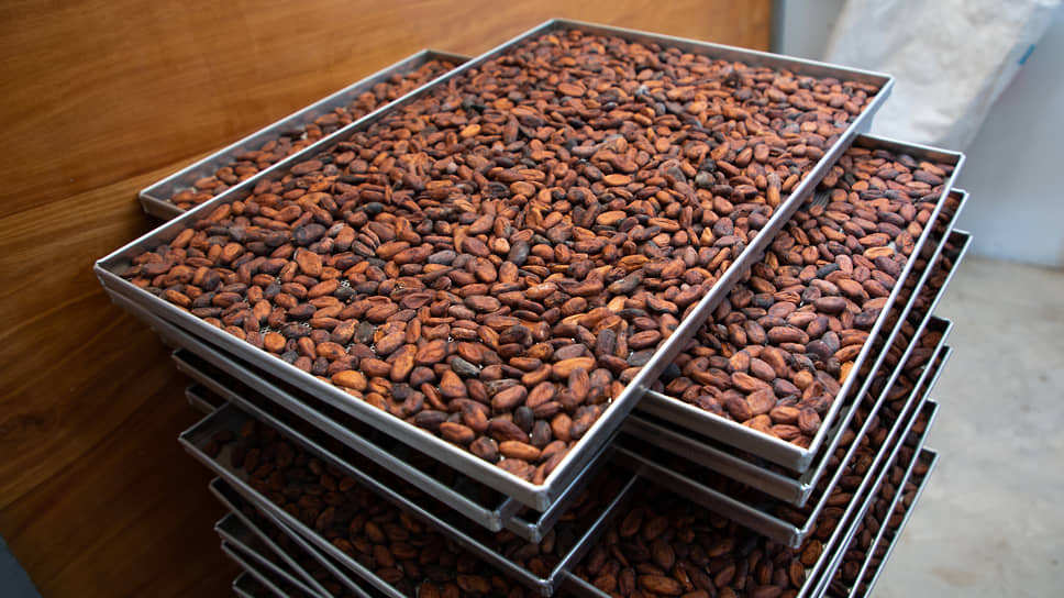 Сушеные какао-бобы на фабрике в Кот-д’Ивуаре