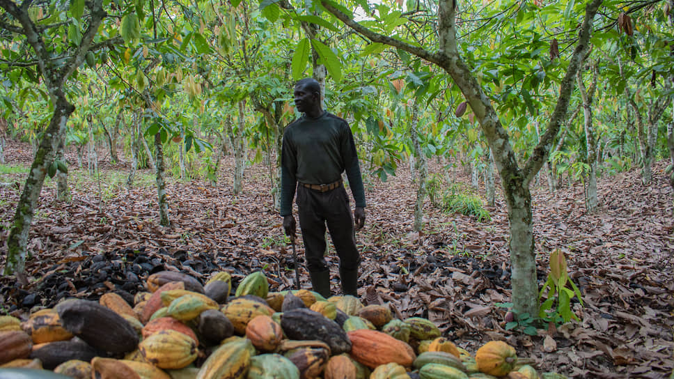 Шоколадные деревья плодоносят круглогодично, но сбор урожая в Западной Африке происходит только дважды год