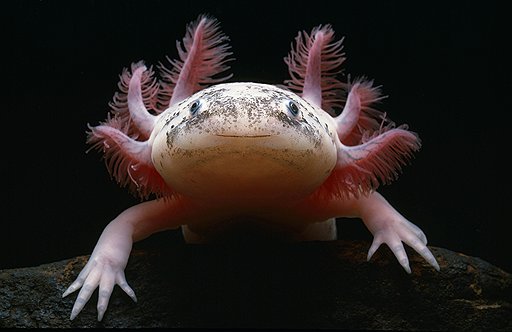 Аксолотль — личиночная форма мексиканской тигровой амбистомы (Ambystoma tigrinum), амфибии отряда хвостатых семейства амбистомовых