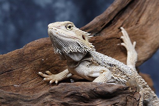 Ящерица из семейства агамовых (Agamidae)