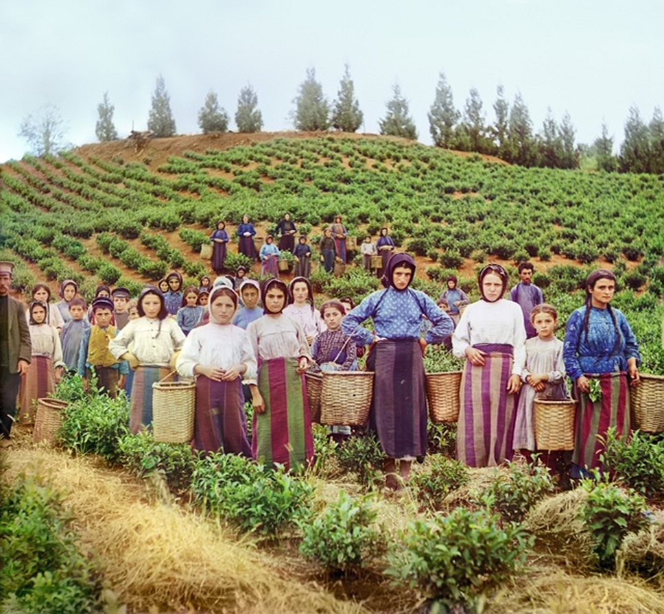 Группа рабочих на сборе чая. Гречанки. Между 1905-м и 1915 годом