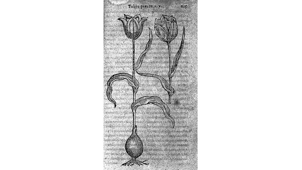 Карл Клузий. Ботанический рисунок “Tulipa praecox” из трактата «Несколько редких растений», 1583 год