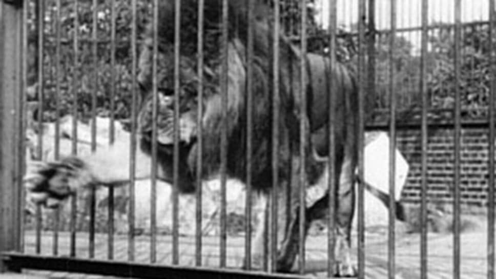 «Лев, Лондонский зоологический сад». Режиссер Александр Промио, 1896