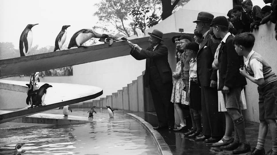 Penguin Pool, 1934
