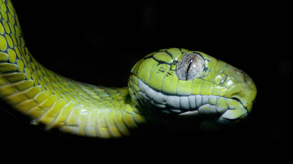 Зеленая бойга (Boiga cyanea)