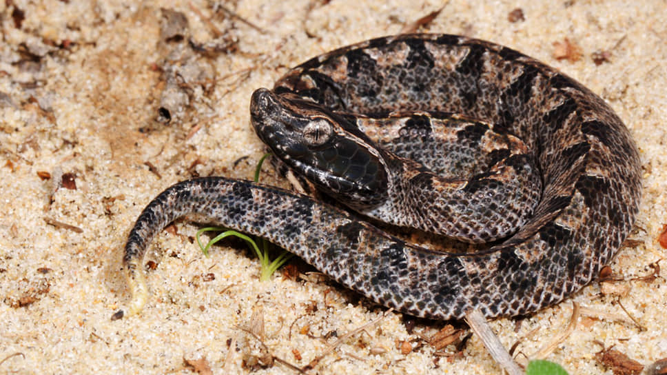 Гладкий щитомордник (Calloselasma rhodostoma)