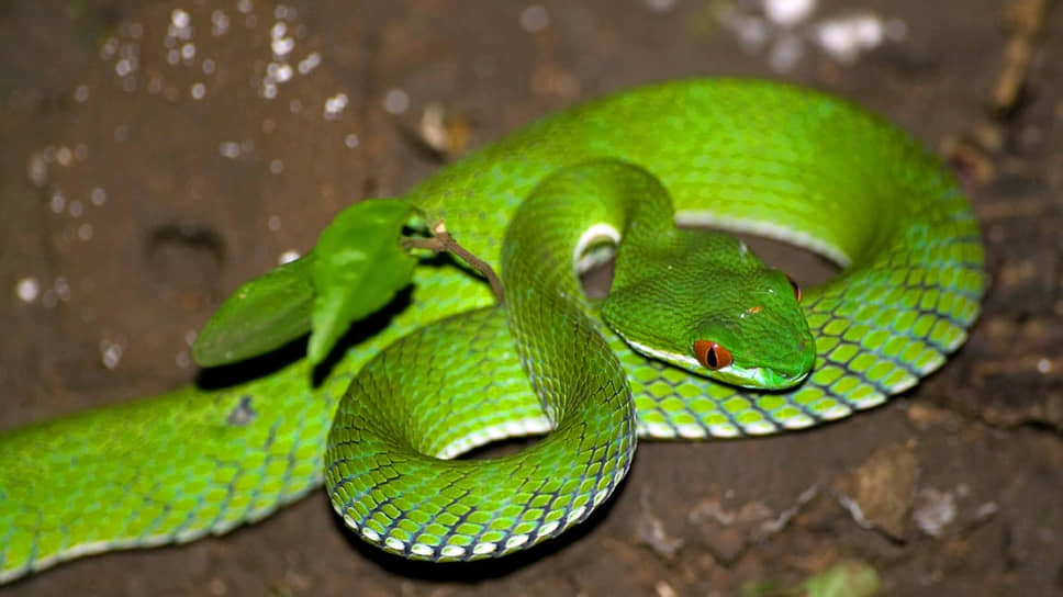 Красноглазая куфия (Cryptelytrops rubeus)