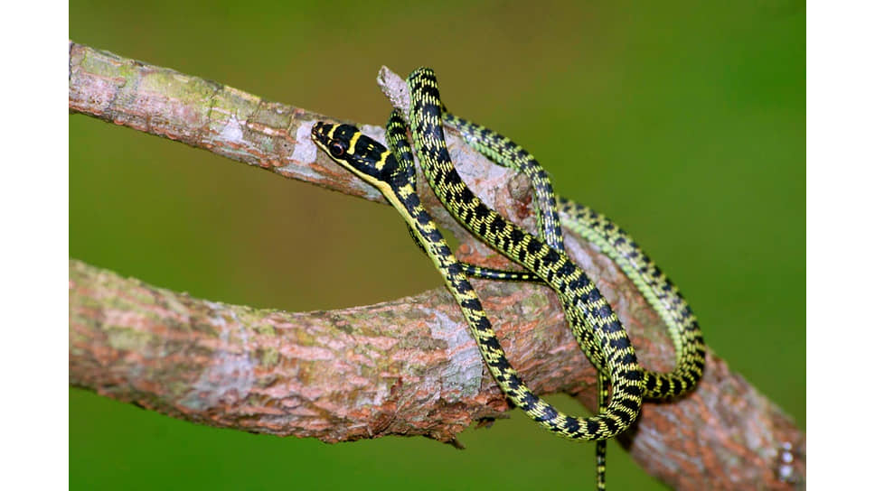 Летающая украшенная змея (Chrysopelea ornata)