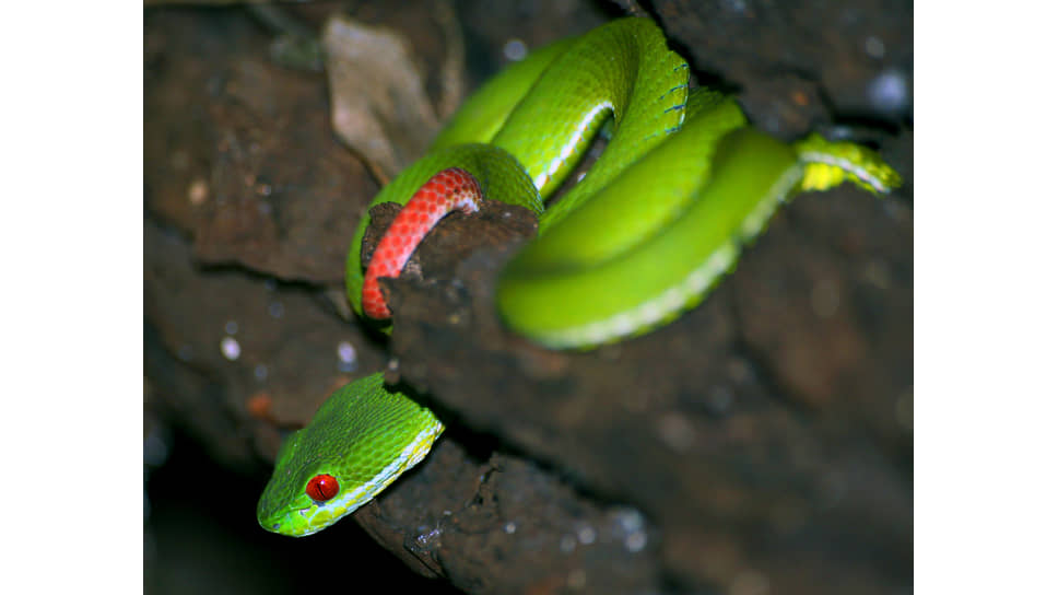 Белогубая куфия (Trimeresurus albolabris)