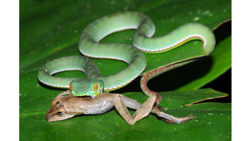 Куфия Штейнегера (Viridovipera stejnegeri)