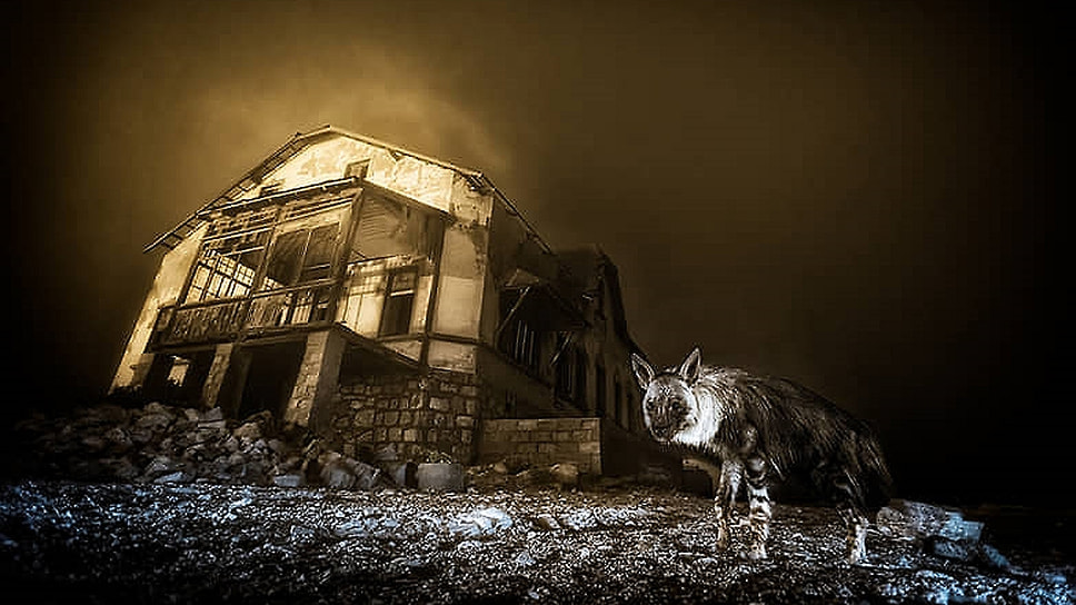 Победители фотоконкурса дикой природы Wildlife Photographer of the Year