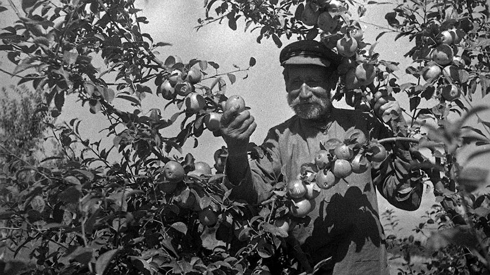 Русские садоводы не прекращали соревноваться в том, чьи яблоки будут больше и лучше