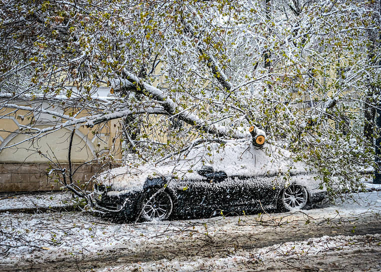 Автомобиль, пострадавший от падения дерева 