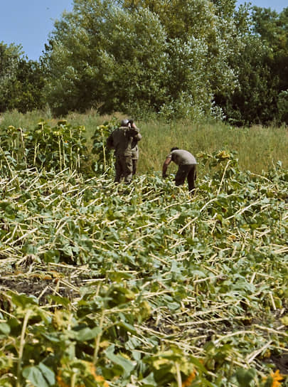 Курская область