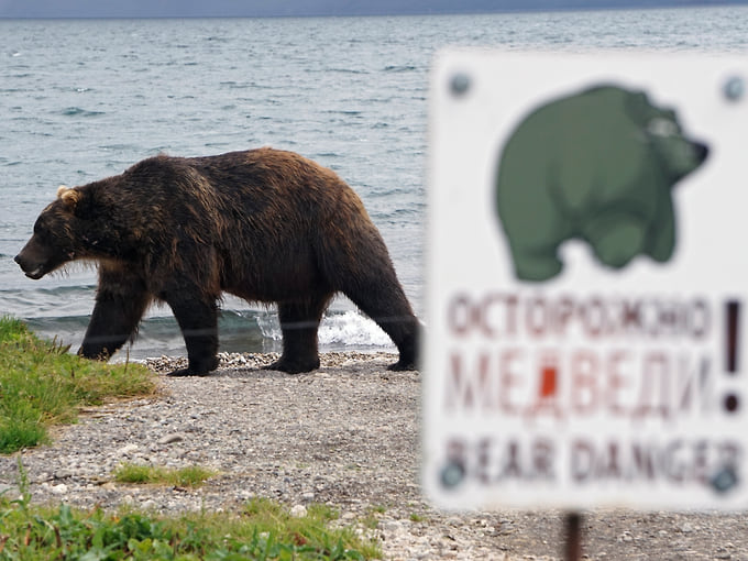 А теперь — мохнатый