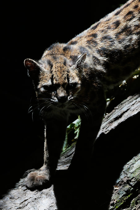 Новый вид семейства кошачьих Leopardus tilcayo