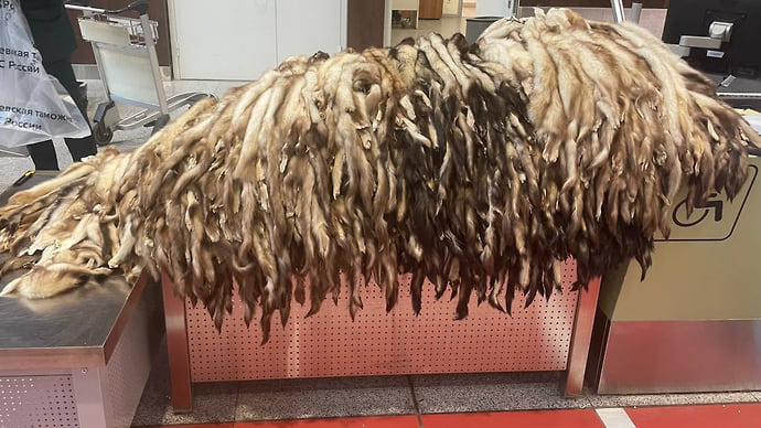 В Шереметьево задержали иностранца с более чем 900 шкурами хорька в чемодане