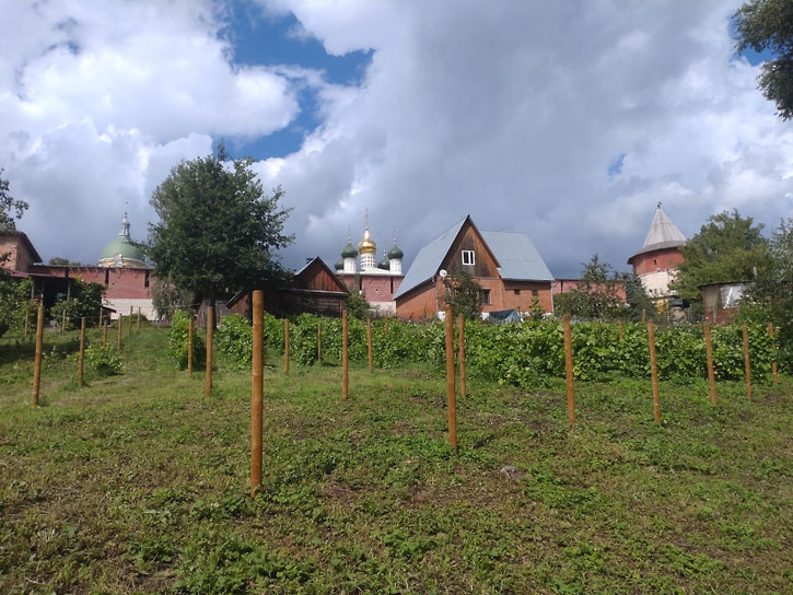Подмосковные виноградники и производство винодельни Nord Wine
