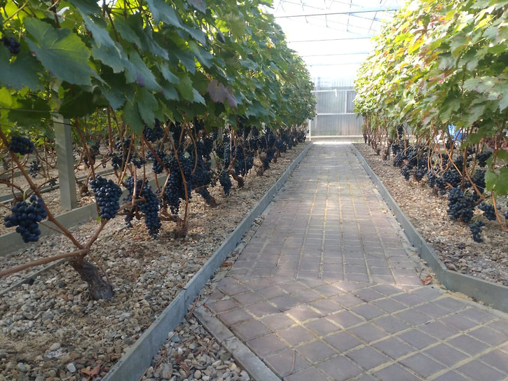 Подмосковные виноградники и производство винодельни Nord Wine