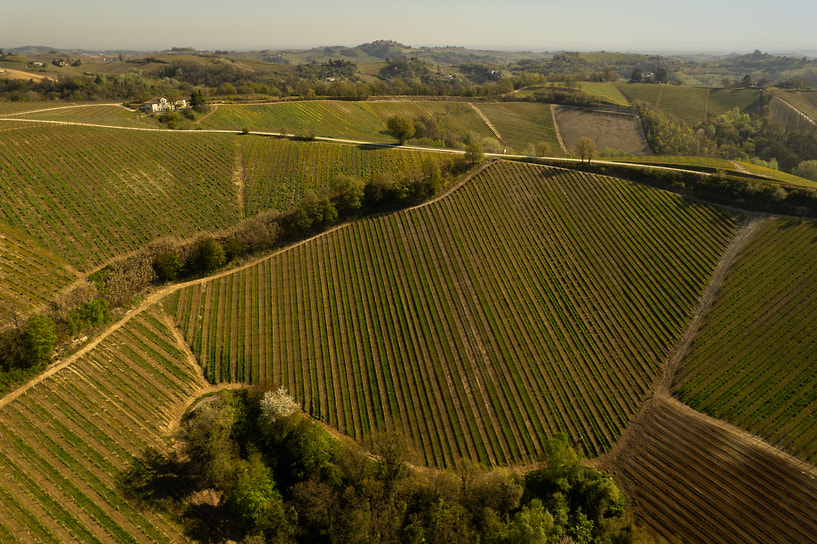Виноградник Poderi Bricchi, крю La Bogliona, Монферрато
