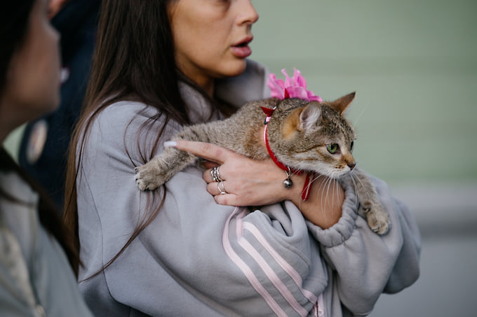 Котики тоже празднуют