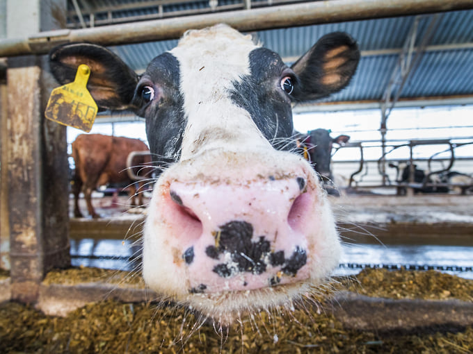 Индекс производства сельхозпродукции в Прикамье в прошлом году вырос на 4,5%