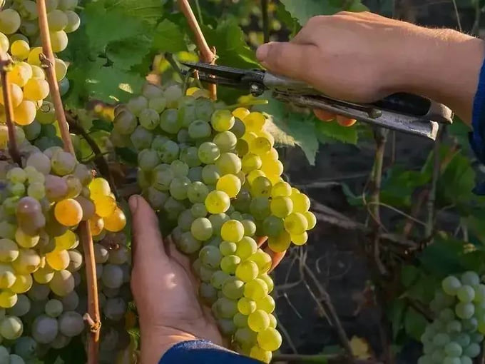 На Дону собрали 4,6 тысячи тонн винограда