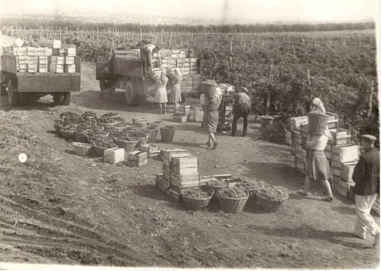 В 1936-1937 годах специалисты НИИ провели широкое экспедиционное обследование старинных виноградников Дона. В итоге, удалось выявить и собрать свыше 40 сортов, не встречающихся в других районах. Большое количество сортов было интродуцировано из других областей страны, свободных от филлоксеры. Посадочный материал для коллекции собирался три года на виноградниках Дона и основных ампелографических коллекциях СССР. Таким образом, было собрано 250 сортов, которые и составили ядро основной виноградной коллекции института, заложенной осенью 1938 года 