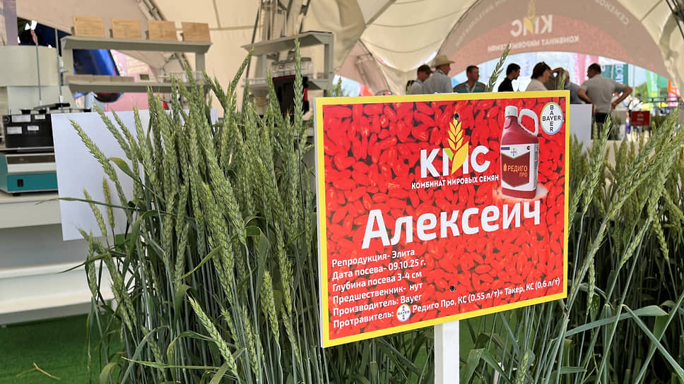 Сорт озимой мягкой пшеницы «Алексеич»