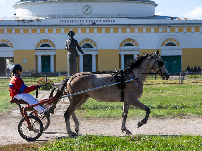 Орловский рысак — порода легкоупряжных лошадей, выведенная для быстрого бега рысью. При таком движении ноги работают диагональными парами. На фото: показательный проезд наездника у Хреновского конного завода, 1 октября 2026 года 