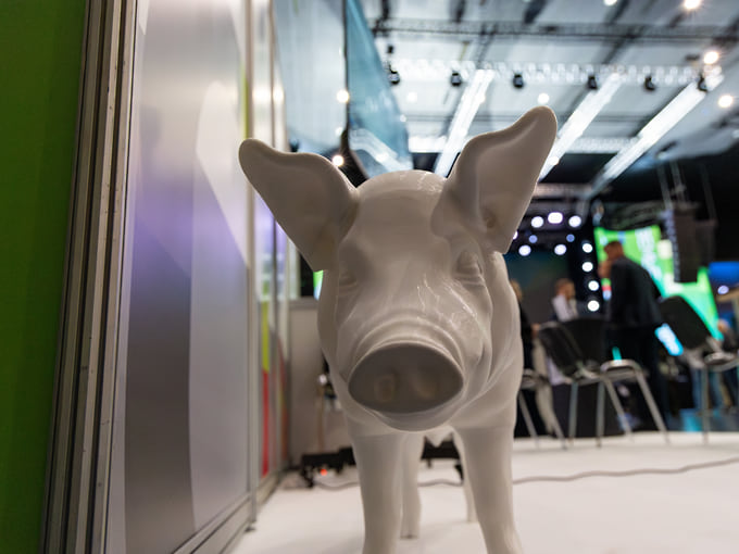 Условия страховки, защищавшие курских свиноводов от убытков, оказались не актуальными в условиях боевых действий 