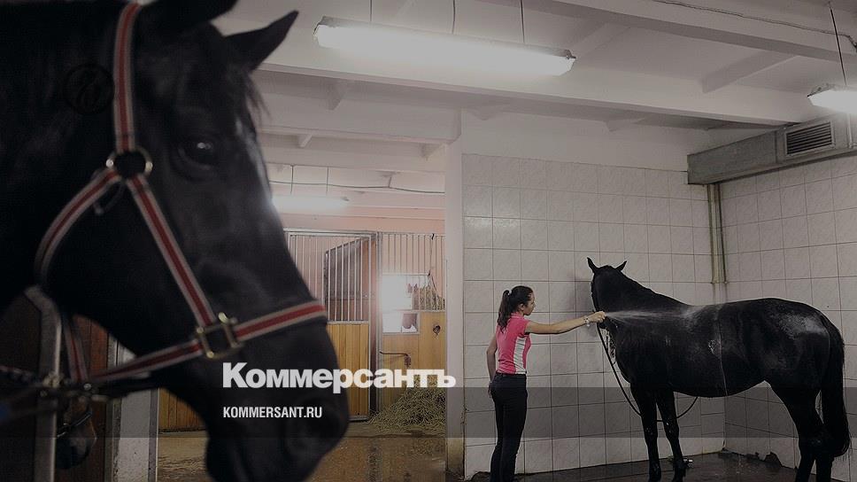 Кск клиника. Новый век ветклиника лошади. Ветеринарная клиника КСК. Лошадь не жалеет.