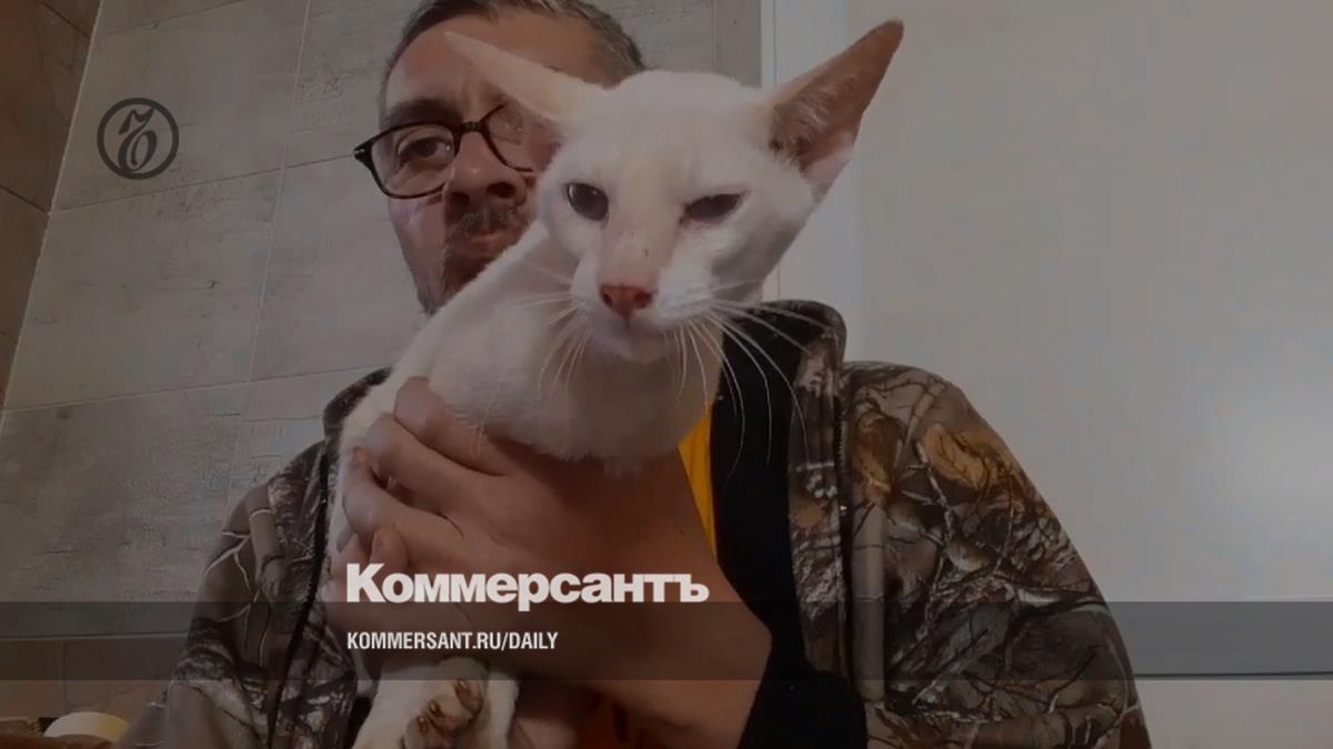 Не будь с котом – Коммерсантъ