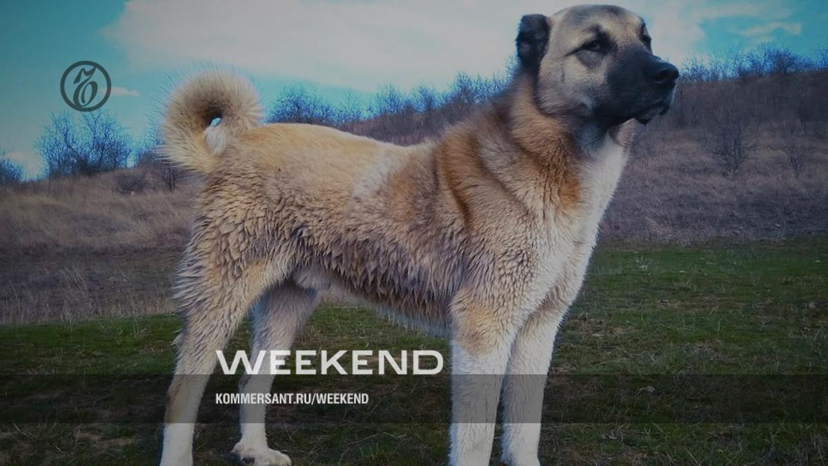 Армянский волкодав – Weekend