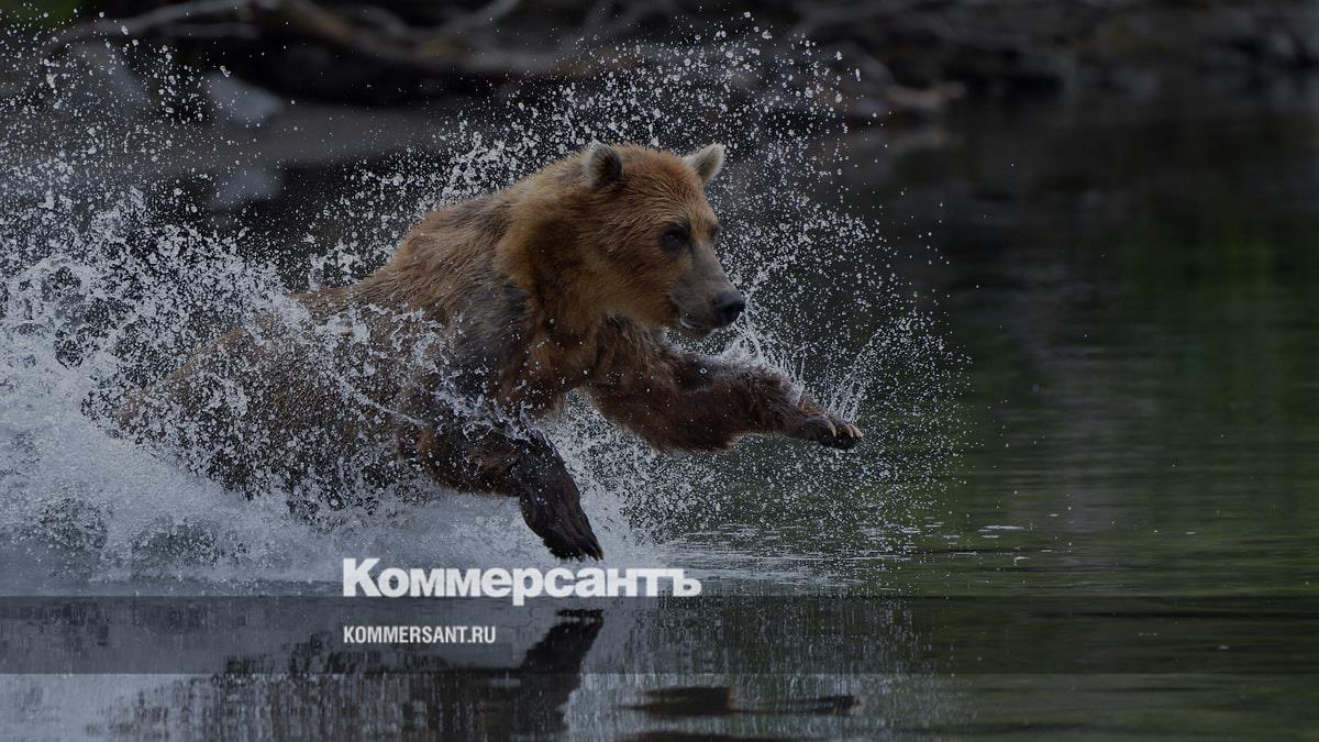 Снимки дикой природы от фотографов «Ъ»