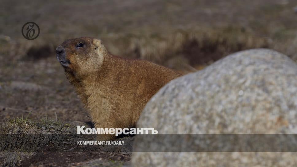 Альтернативное название монгольского сурка. Полосатый Мангуст. Степной Байбак. Сурок-Байбак.