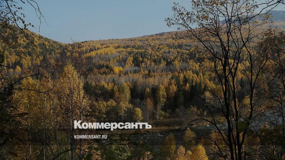 В Самарской области продлили запрет на посещение лесов – Коммерсантъ Самара
