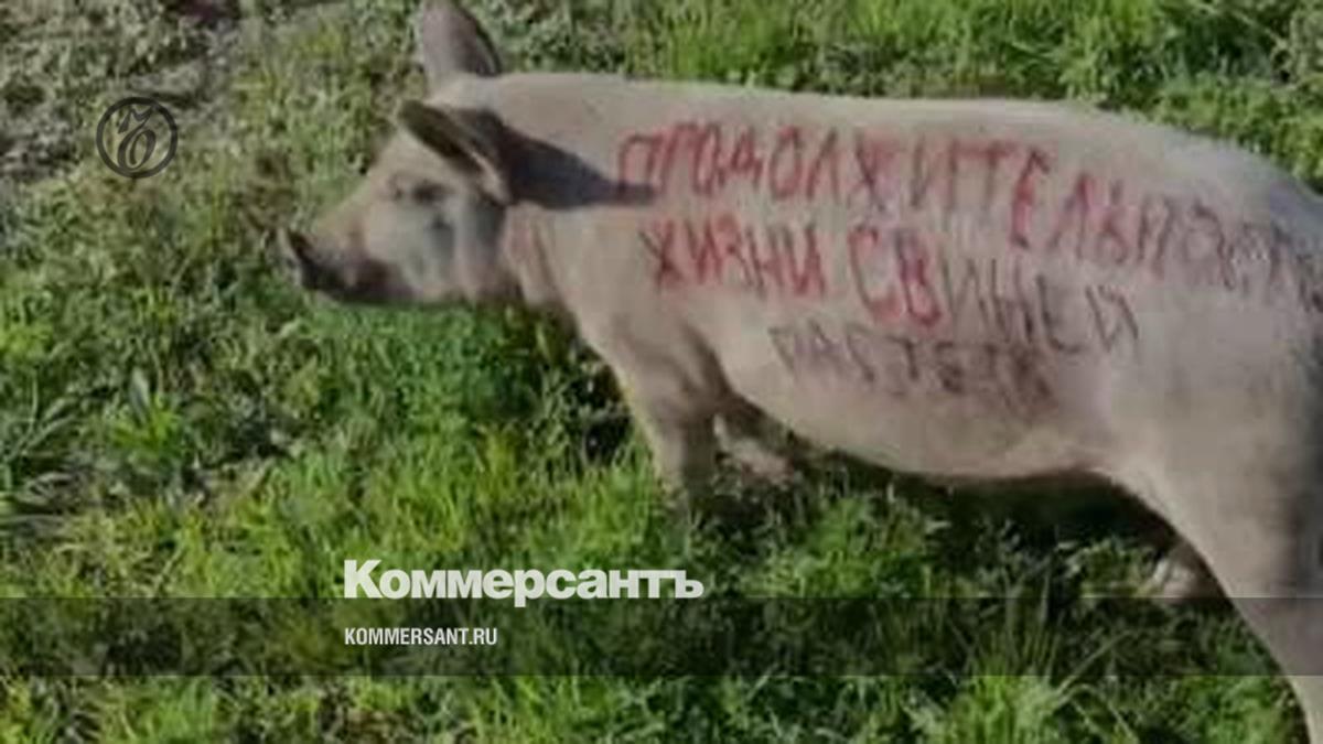 In Khakassia, the organizer of a political action with a painted pig was fined